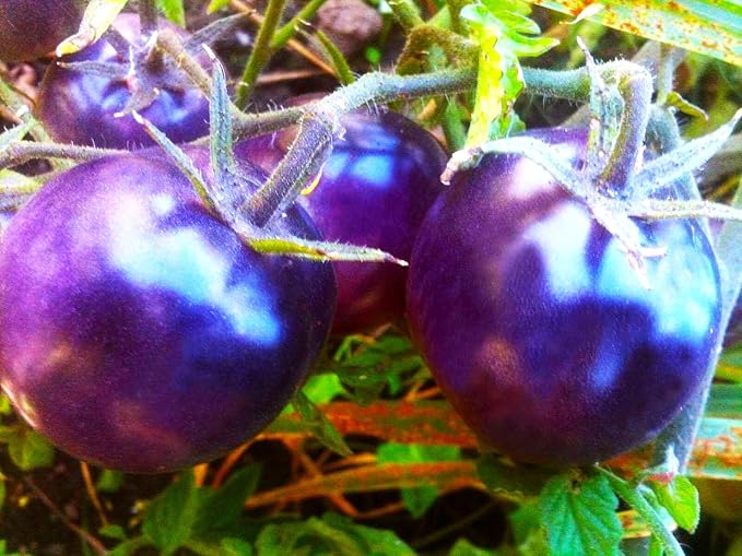Seeds Rare Purple Tomato 30+ Seeds for Planting Indeterminate Tomato