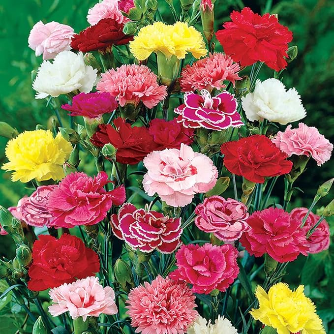 100 X Mixed Carnation Seeds for Planting Outdoor Grow Flowers in Pots Basket Gardens Multicolor Flowers Seeds