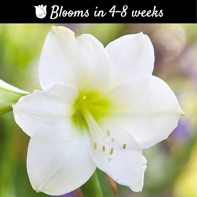 Easy to Grow Amaryllis 'White Christmas' Pre-Planted Bulb Indoor Gift Kit in a Silver Square - White Flowering Blooms in 4 to 8 Weeks
