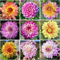 380+ Mixed Dahlia Seeds - Heirloom Non-GMO Flower Seeds, Vibrant Multi-Color Blooms, Cut & Come Again, Attracts Bees & Butterflies for Gardens
