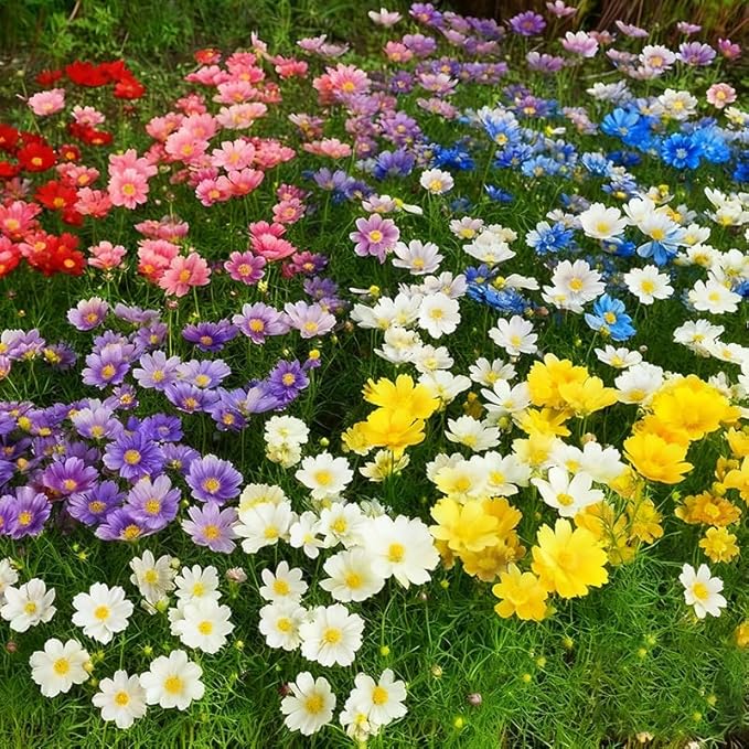850+ Annual Cosmos Cut Flower Seed Mix for Planting-Non-GMO Heirloom Plant Seeds Garden Outdoor