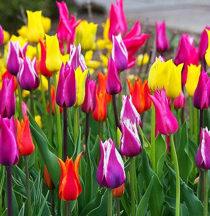 Tulips Lily Flowering Mixture Tulip Pink Red White Yellow Plant Bulbs Spring Flowering Gardens Size 12+ (15, Lily Flowering Mixture)