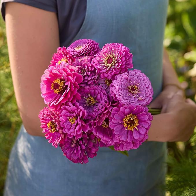Eden Brothers Zinnia Seeds - Benary Giant Lilac