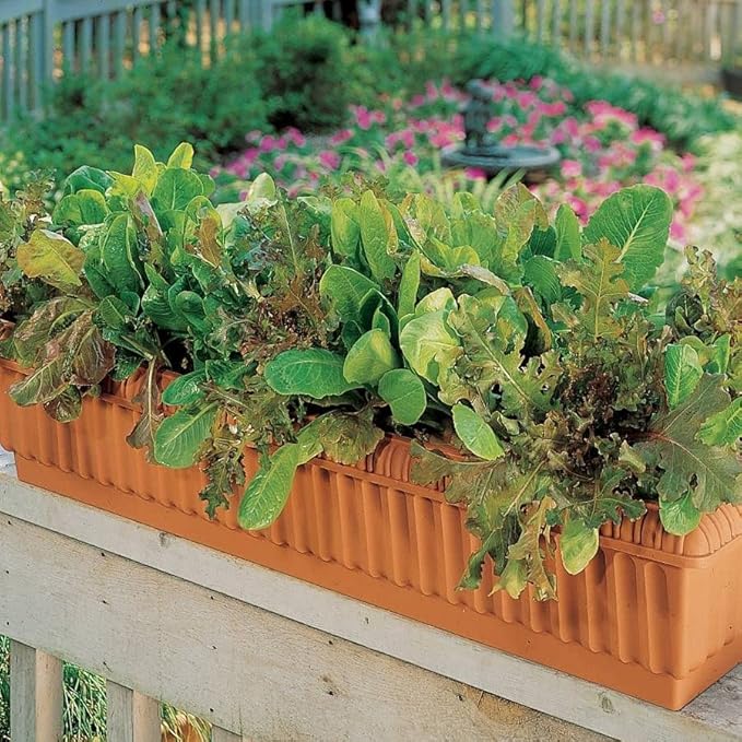 Park Seed Lettuce Salad Mix Edible Plant Seeds – Master Chef Blend with Brunia, Simpson Elite, Sierra & Red Sails Varieties, Sweet and Crisp Gourmet Greens, Pack of 600