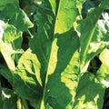Perpetual Spinach Chard Seeds - 1/4 LB ~6,000 Seeds - Heirloom, Open Pollinated, Non-GMO, Farm & Vegetable Gardening Seed