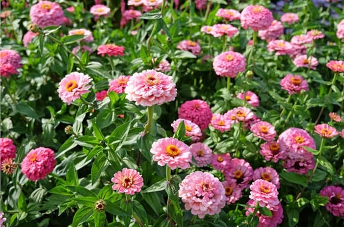 400+ California Giant Zinnia Seeds for 2026, Large Bloom - USA Made - Non GMO - Heirloom Zinnia Elegans, Easy to Grow Vibrant Summer Mix for Pollinator Gardens and Beginners