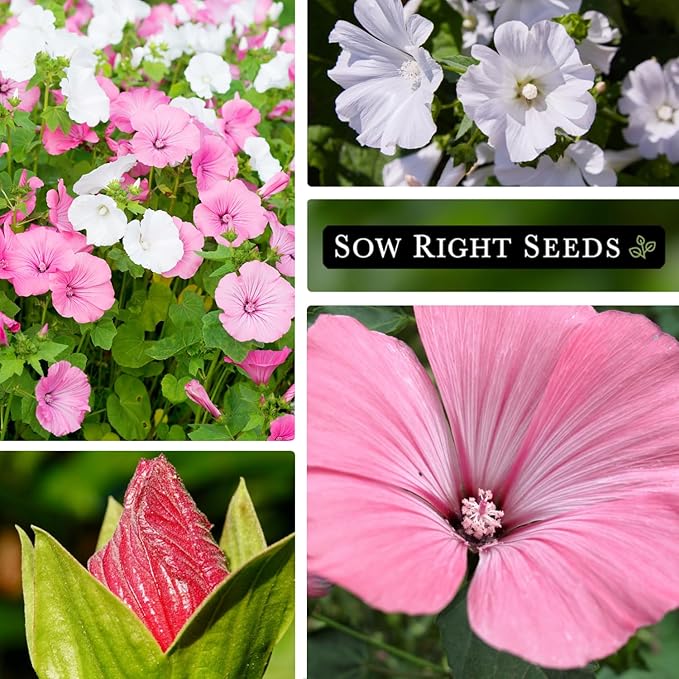 Sow Right Seeds - Rose Mallow Hibiscus Seeds for Planting - Non-GMO Heirloom Packet with Instructions to Grow - Tropical and Exotic Annual Tree Mallow - Blushing Rouge and Scarlet Blooms (1)