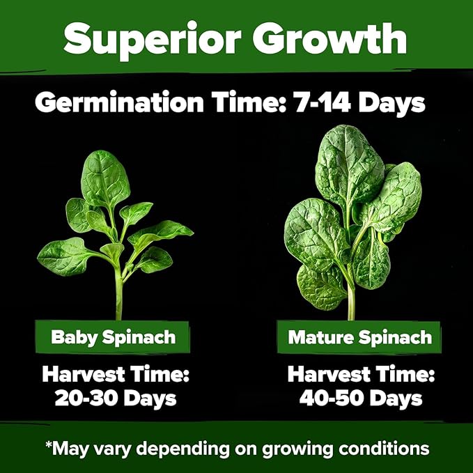 HOME GROWN Romaine Lettuce Seeds, Paris Island Bulk 7000 & Arugula 4350 & Bloomsdale Spinach 704