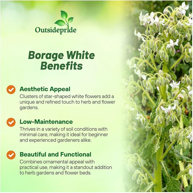 Outsidepride White Borage Seeds for Planting – 2000 Pcs. Annual, Drought-Tolerant Herb Seeds with Star-Shaped Blooms, Attracts Bees for Pollinator Gardens, Summer Teas, Decoration & Culinary Use