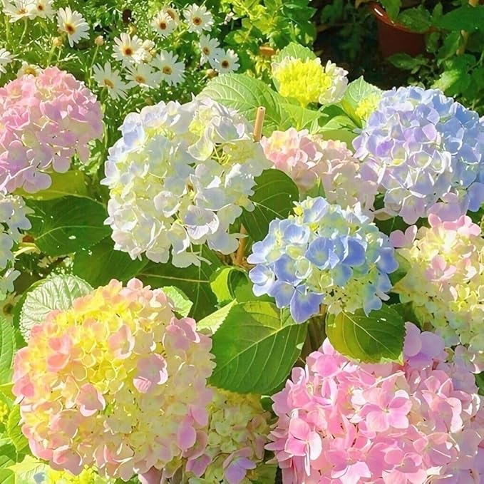 60+ Perennial Hydrangea Seeds Flower for Home Gardens Outdoor-Non-GMO Heirloom Flower High Germination Rate