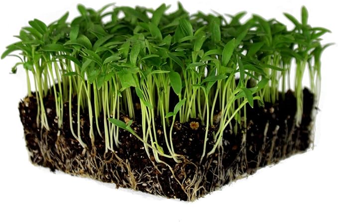 Organic Cilantro Seeds – 3g (~215 Seeds)