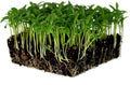 Slow Bolt Cilantro Herb Garden Seeds - 5 Lb ~200,00 seeds - Non-GMO Heirloom Slow Bolt Cilantro Herb Seeds (Coriander) - Outdoor Garden, Indoor Garden, Countertop Microgreens, Organic Micro Greens Kit
