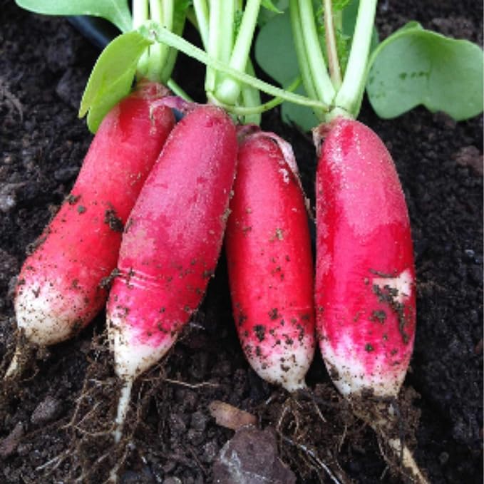 China Rose Radish Sprouting Seeds: 4 Oz - Bulk, Non-GMO Radish Seeds for Micro Greens, Vegetable Garden