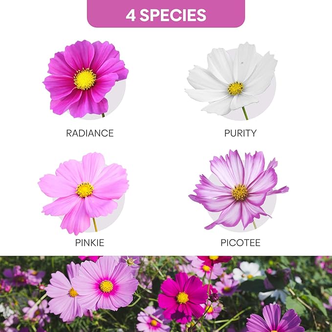 Zinnia & Hummingbird & Cosmos Seed Mix, 3 Oz (3 Packs), Flowers Seeds for Planting, Wildflower Seeds Bulk, Open Pollinated, Non GMO Made in USA