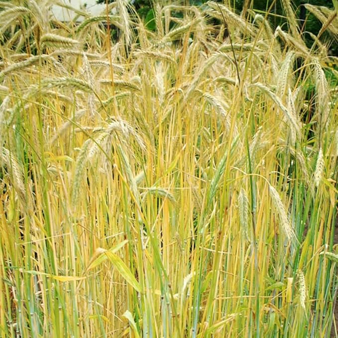 4 Lbs Rye Grass Seeds for Lawn, Rye Cover Crop Seeds for Outdoor Planting, Fast-Growing Grass Seed