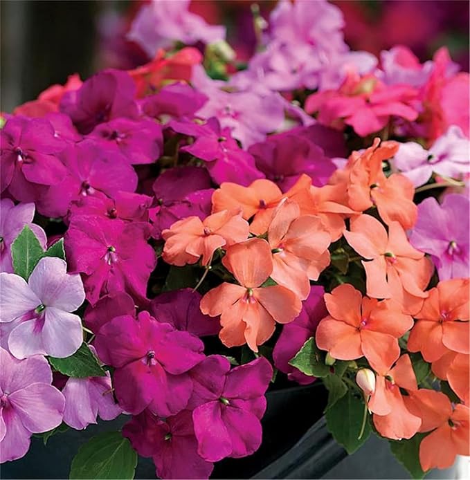 Mixed Impatiens Seeds for Planting - 500 Balsamina Balsam Camellia Impatiens Seeds Annual Flowers for Planting