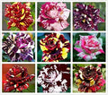 100PCS Mix Rose Seeds Mixed Varieties and Colors Cold Resistant Open-Pollinating Perennial Bloom in Spring Flower Seeds