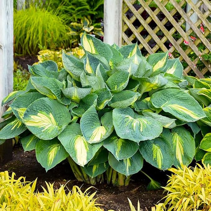 355+ Perennial Hosta Seeds for Home Garden - Shade-Tolerant Foliage Plant
