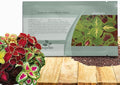 Outsidepride Rainbow Mix Coleus Seeds for Planting - 5000 Pcs Annual, Compact, & Easy to Grow, Flower Seeds with Serrated Foliage, Ideal for Shaded Areas, Containers, Borders, & Gardens