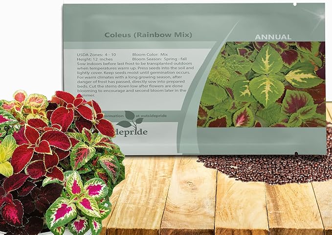 Outsidepride Rainbow Mix Coleus Seeds for Planting - 10,000 Pcs Annual, Compact, & Easy to Grow, Flower Seeds with Serrated Foliage, Ideal for Shaded Areas, Containers, Borders, & Gardens