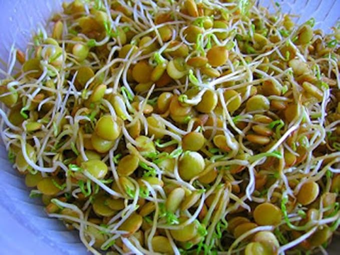 Bean Mix Sprouting Microgreen Seeds, John's Rootin Tootin Bean Mix,8 oz Bag,"COOL BEANS n SPROUTS", Jacobs Ladder Ent. Brand. A small town family run USA business.Thank you !