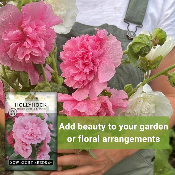 Sow Right Seeds - Double Flower Mixed Hollyhock Seeds for Planting - Non-GMO Heirloom Packet with Instructions to Plant an Outdoor Cottage Garden - Tall Ruffled Mix of Pink, Yellow, Red & White (2)