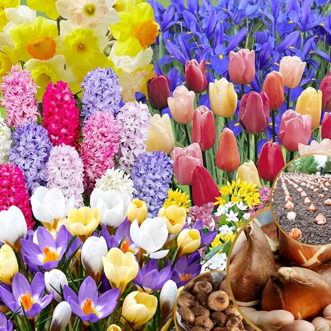 Pack 50 Multicolor Flower Bulbs for Fall Planting, Top-Size Bulbs, Mix Flower Bulbs for Planting, Bloom All Spring and Summer, Variety of Colors