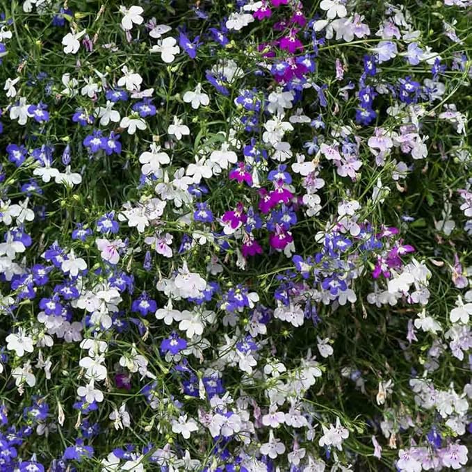 1000 X Mixed Lobelia Seeds for Planting Outdoor Grow Flowers in Pots Basket Gardens Multicolor Flowers Seeds