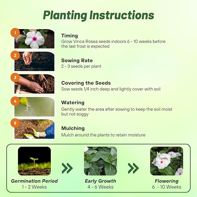 Outsidepride Bright Eyes Periwinkle Seeds for Planting – 4000 Pcs Annual, Fast-Blooming, Heat & Drought Tolerant Vinca Flower Seeds with Vibrant Colors Ideal for Gardens, Beds, Borders & Containers