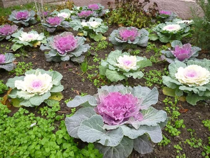 Seeds Flowering Kale Large Leaf Mix - Heirloom Vegetable - GMO Free