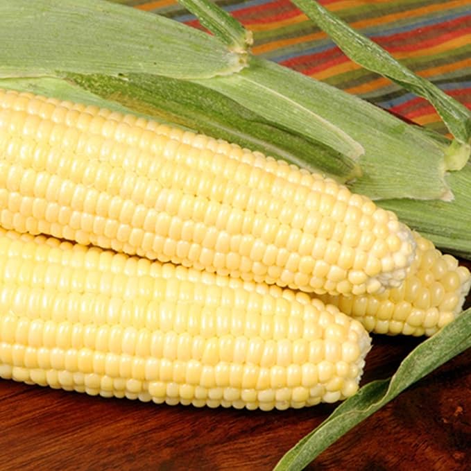 Bodacious RM Hybrid Corn Garden Seeds - 10 g Packet ~50 Seeds - Non-GMO, SE (Sugary Enhanced) Vegetable Gardening Seeds