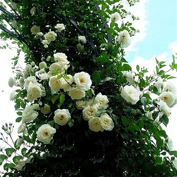 100Pcs Mix Climbing Rose Rosa Bush Vine Climber Fragrant Butterfly Flower Seeds