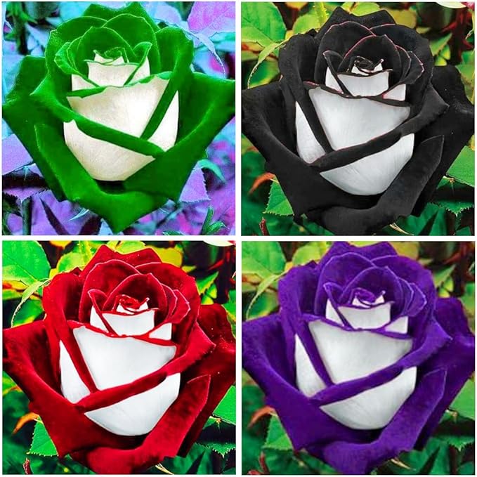 350+ Rare Multi Colorful Rainbow Rose Flower Seeds for Planting Outdoor