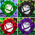 350+ Rare Multi Colorful Rainbow Rose Flower Seeds for Planting Outdoor