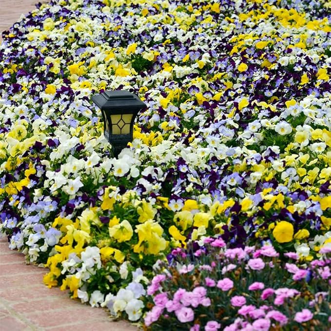 1100+ Mixed Pansy Seeds for Planting - Viola Pansy Seeds Non-GMO Heirloom Flower Seeds Attract Butterflies & Open Pollinated