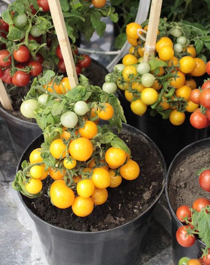 Seeds Vegetable Indoor Tomato Yellow Dwarf - 25 Seeds