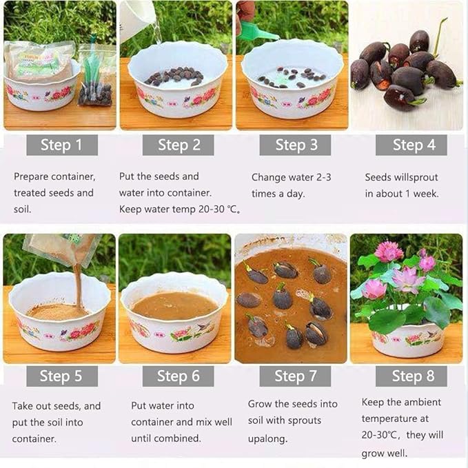 12Pcs Mixed Color Open Mouth Bowl Lotus Seeds - Stunning Water Plants for Indoor and Outdoor Bowls, Ponds, and Gardens