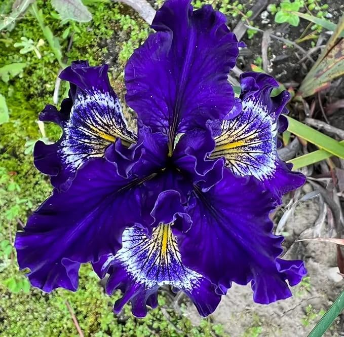 200+ Mixed Iris Flower Seeds - Rare & Beautiful Heirloom Varieties, Perennial Blooms in Stunning Colors for Garden Planting, Ideal for Full Sun and Outdoor Spaces