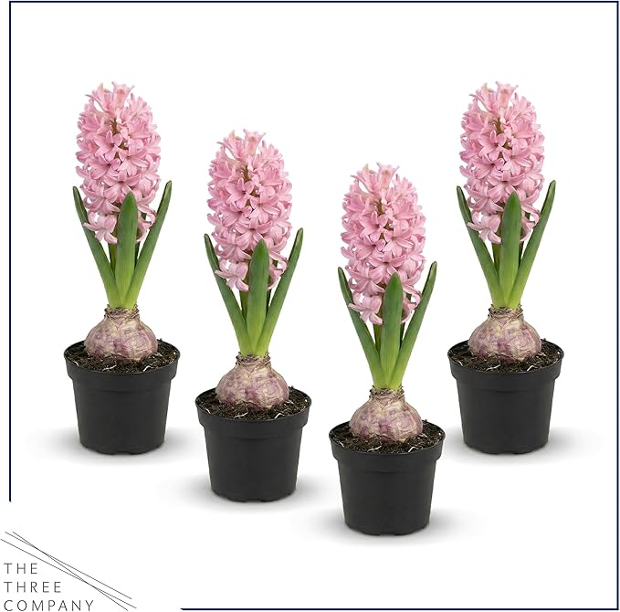 Live Flowering Hyacinth (4 Per Pack) - Pink, Beautiful Spring Bulbs, Ships Dormant in a 1 Pint Pot, Blooms in 2-3 Weeks