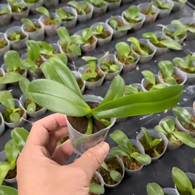 50pcs 1.5 Inch Phalaenopsis Orchid Growing Plugs, Hydroponic Growing Media for 1.5 Inch Orchid Cups, Breathable Planting Cubes for Orchid Seedlings and Transplanting