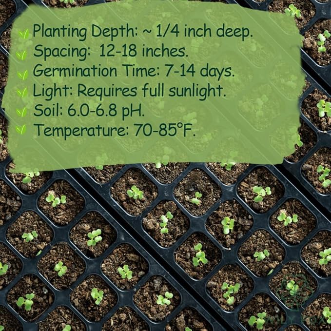 Premium Rare Bell Pepper Seeds – 150 Heirloom Non-GMO Vegetable Grow, Sweet, Crisp & Juicy PeppersSeeds for Planting - Sweet Capsicum Seeds for Garden, Patio, Balcony – Easy to Grow (Bell Pepper)