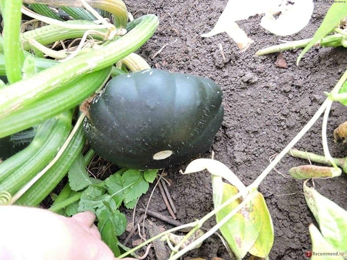 NIKA SEEDS - Seeds Vegetable Black Patty Pan Squash Scallop Zucchini - 5 Seeds