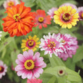 Eden Brothers Zinnia Seeds - Swirls Mixed, Non-GMO Seeds for Planting, 1/4 lb | Low-Maintenance Flower Seeds, Plant During Spring, Zones 3, 4, 5, 6, 7, 8, 9, 10