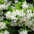 100+ Climbing Jasmine Flower Seeds for Planting Fragrant Plant Seeds Non-GMO Garden Home Jasmine Garden Balcony Climbing Flower