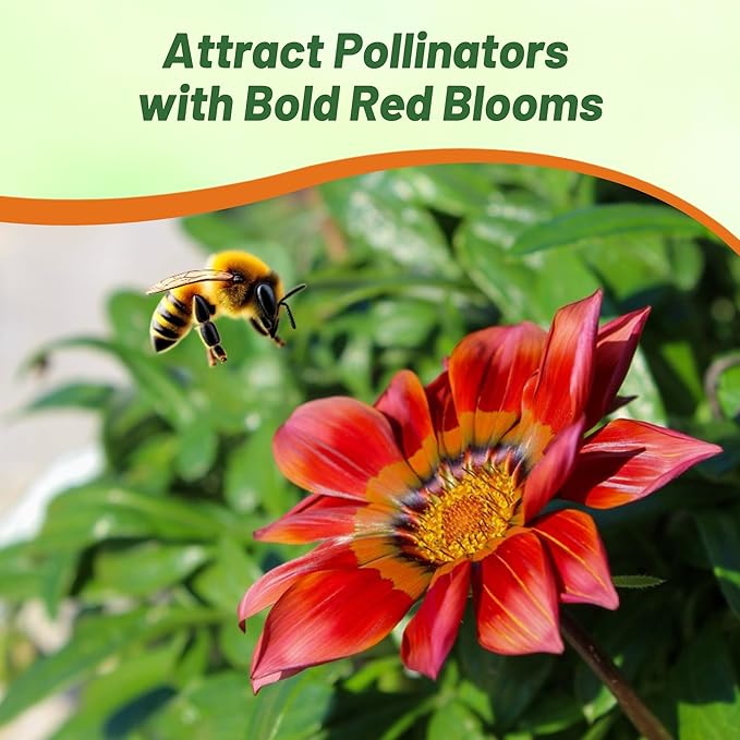 Outsidepride New Day Red Shades Gazania Seeds for Planting – 25 Pcs Perennial, Low-Maintenance, Drought-Tolerant Ground Cover Seeds for Vibrant Summer & Fall Flowers, Great for Outdoor Gardens