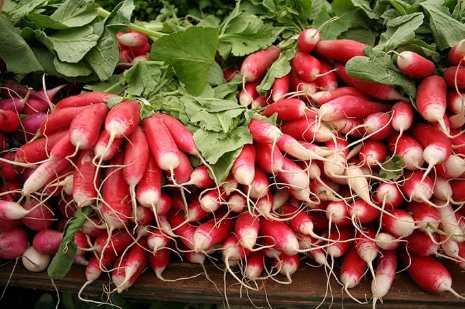 Park Seed Radish Vegatable Plant Seeds, Easy to Grow, Variety of Colors, Spring Garden, Patricia, Pack of 400