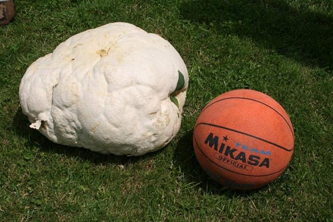 KIRA SEEDS - Giant Puffball Mushrooms Spores - Heirloom - GMO Free