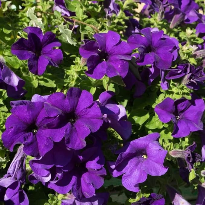 100 Violet Petunia Seeds Easy to Grow Hanging Basket Flower for Planting Garden Home Garden Balcony Purple Flowers Seeds