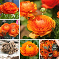 Set 50 Ranunculus Bulbs for Planting, Orange Ranunculus Corms Bulk, Butterfly Ranunculus Flowers Bulbs Spring Fall, Peony Buttercup Ranunculus