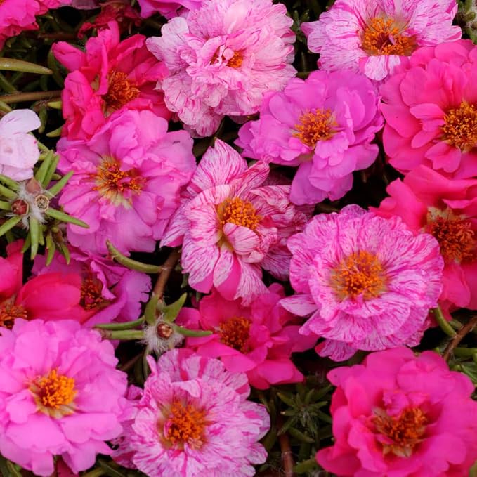 Outsidepride Pink Mixed Moss Rose Seeds - 250 Pcs Annual, Drought & Heat Tolerant, Pollinator Friendly Ground Cover Seeds for Planting w/Vibrant Blooms & Succulent Foliage, Ideal for Xeriscaping